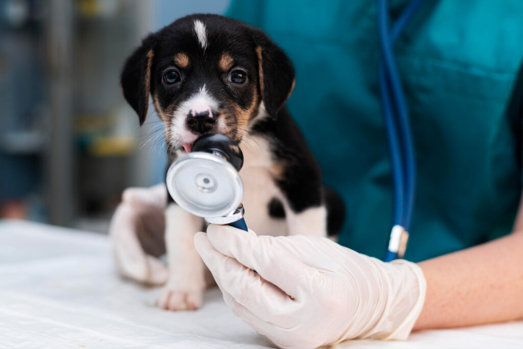 Seguros para mascotas